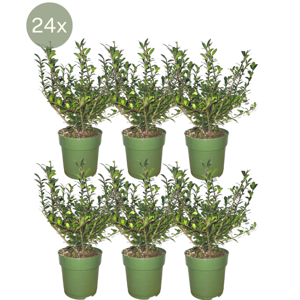 Stechpalmenhecke - Ilex crenata 'Jenny'® - 1 Meter - Pflanzenset mit 6 winterharten Heckenpflanzen - Immergrüne Hecke 