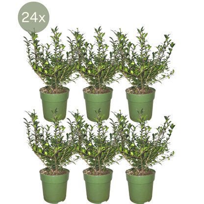 Stechpalmenhecke - Ilex crenata 'Jenny'® - 1 Meter - Pflanzenset mit 6 winterharten Heckenpflanzen - Immergrüne Hecke 