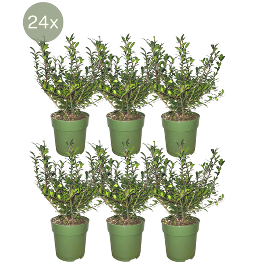 Stechpalmenhecke - Ilex crenata 'Jenny'® - 1 Meter - Pflanzenset mit 6 winterharten Heckenpflanzen - Immergrüne Hecke 
