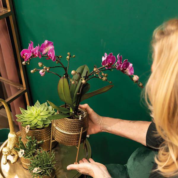 Phalaenopsis Orchidee – Flieder – Morelia – Mit goldfarbenem Groove Ziertopf – Ø9cm – 35cm hoch – Blühende Zimmerpflanze – Deko-Set für Wohnzimmer & Geschenkidee 
