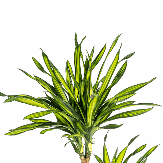 Dracaena Deremensis Rikki - Drachenbaum - Zimmerpflanze - Ø24cm - ↕130-150cm 