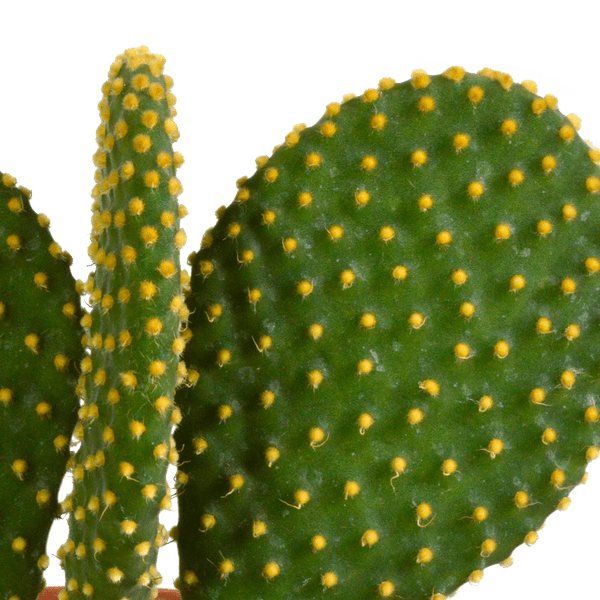Kakteen Mix - 10,5 cm - 3 Stück - 12cm 