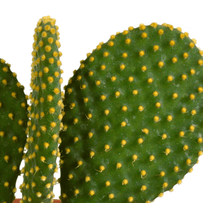 Kakteen Mix - 10,5 cm - 3 Stück - 12cm 
