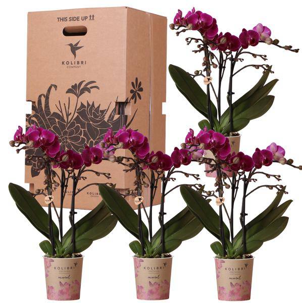 Überraschungsbox - 4 verschiedene Orchideen 