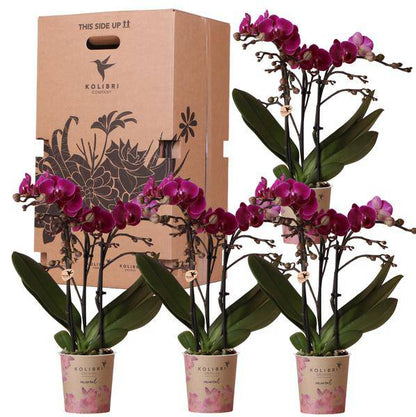 Überraschungsbox - 4 verschiedene Orchideen 