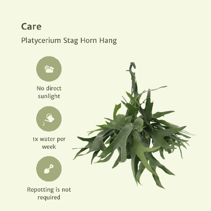 Geweihfarn – Platycerium - Hirschhornfarn – Zimmerpflanze – Ø21 cm – ca. 50 cm hoch – Hängepflanze & Wanddeko – Pflegeleicht & dekorativ – Für helle Standorte 