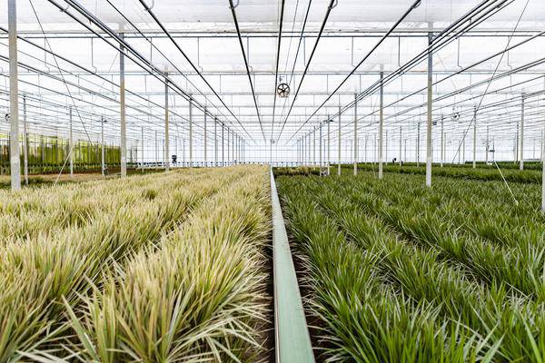 Drachenbaum Dracaena Marginata – Zimmerpflanze – Ø21cm x ↕120cm – Tropische Grünpflanze mit luftreinigender Wirkung – Pflegeleicht – Ideal für Wohnzimmer & Büro 