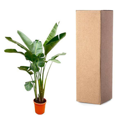 Strelitzia Augusta – Baum-Strelitzie XXL – Weißer Paradiesvogel – 250cm hoch – Ø38cm – Zimmerpflanze mit großen Fächerblättern – Exotischer Blickfang für helle Räume 