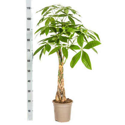 Pachira Aquatica – Glückskastanie – Geldbaum – Zimmerpflanze Ø21cm ↕90-110cm – Geflochtener Stamm – Pflegeleicht 