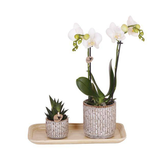 Phalaenopsis Orchidee Amabilis Weiß – Geschenkset mit Jaguar Ziertöpfen, Grünpflanze & Bambustablett – elegantes Orchideen Arrangement für Zuhause & Büro 
