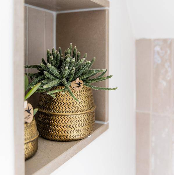 Pflanzenset Groove gold – Weiße Phalaenopsis Amabilis Ø9cm & Aloe Brevifolia Ø6cm – goldene Keramik-Ziertöpfe – Elegantes Orchideen- und Sukkulenten-Set – Geschenkidee & Deko 
