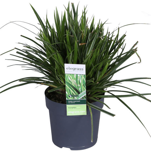 Weißrandige Segge – Carex morrowii 'Icedance' – Immergrünes Ziergras – Winterhart & pflegeleicht – Ø14 cm Topf – Ca. 30 cm hoch – Für Beete, Rabatten & Pflanzkübel 