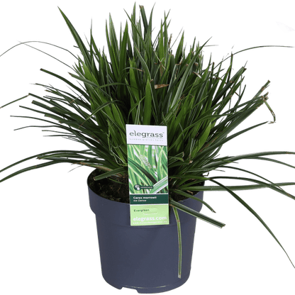 Weißrandige Segge – Carex morrowii 'Icedance' – Immergrünes Ziergras – Winterhart & pflegeleicht – Ø14 cm Topf – Ca. 30 cm hoch – Für Beete, Rabatten & Pflanzkübel 