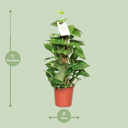 Efeutute Epipremnum Scindapsus Pinnatum – Goldene Efeutute am Moosstock – Zimmerpflanze Ø15cm ↕60cm – Herzförmige Blätter – Pflegeleichte Rankpflanze für Wohnzimmer, Büro & Innenräume 