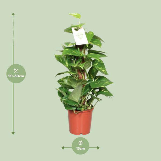 Efeutute Epipremnum Scindapsus Pinnatum – Goldene Efeutute am Moosstock – Zimmerpflanze Ø15cm ↕60cm – Herzförmige Blätter – Pflegeleichte Rankpflanze für Wohnzimmer, Büro & Innenräume 