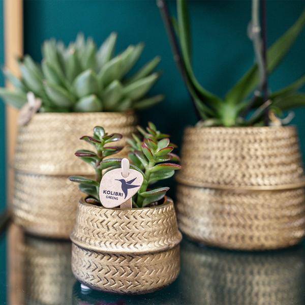 Sukkulenten 2er-Set in goldenen Rillen-Keramiktöpfen – Ø9 cm – Pflegeleichte Crassula Ovata & Crassula Hobbit – Dekorative Zimmerpflanzen für Zuhause & Büro 