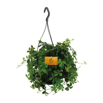 Parthenocissus Striatha – Hängender Efeu – Ø15cm ↕25cm – Immergrün – Pflegeleicht – Zimmer- & Balkonpflanze – Halbschatten 