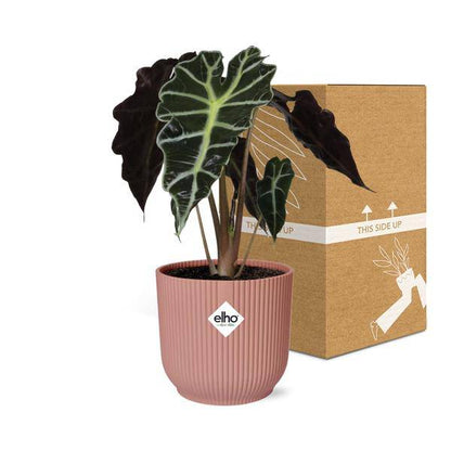 Elefantenohr Alocasia Polly – Zimmerpflanze inkl. Ziertopf Vibes Fold Rosa Ø14cm – Tropische Grünpflanze mit auffälligen Blättern – Luftreinigend & dekorativ – Für Wohnzimmer & Büro 