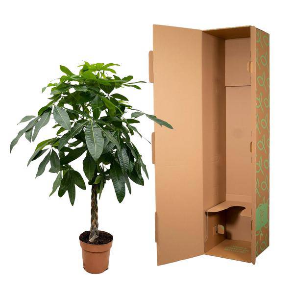 Glückskastanie – Pachira Aquatica – 180 cm hoch – Ø27 cm Topf – Geldbaum als Zimmerpflanze – Luftreinigend & pflegeleicht – Ideal für Wohnzimmer, Büro & Innenräume 