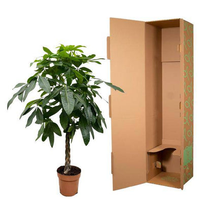 Glückskastanie – Pachira Aquatica – 180 cm hoch – Ø27 cm Topf – Geldbaum als Zimmerpflanze – Luftreinigend & pflegeleicht – Ideal für Wohnzimmer, Büro & Innenräume 