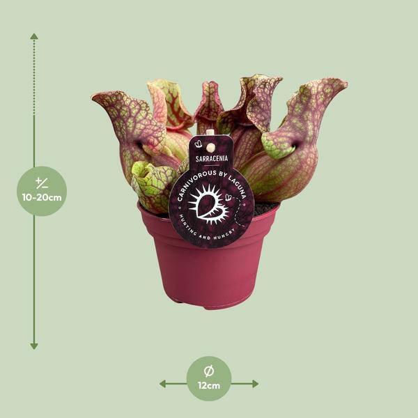 Schlauchpflanze Sarracenia Venosa – Kannenpflanze – Zimmerpflanze – Ø12cm Topf – ca. 20cm – Pflegeleicht & Exotisch 