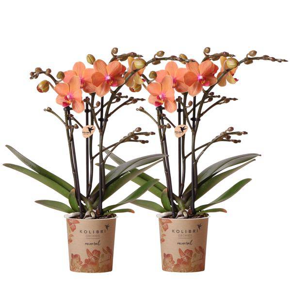 Phalaenopsis Orchideen Orange - Bozen - Topfgröße Ø9cm - blühende Zimmerpflanze - 2 Stück 