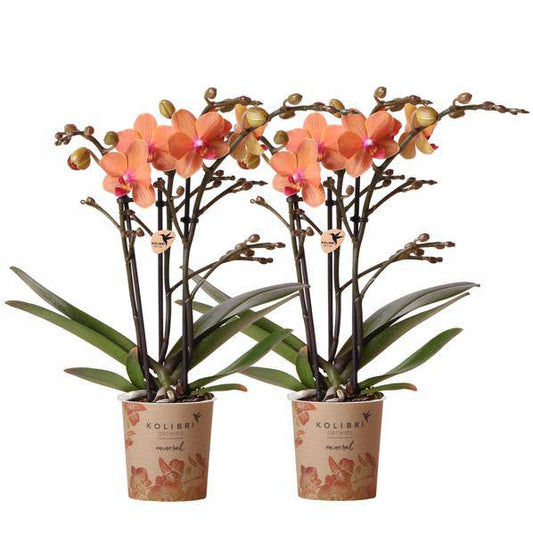 Phalaenopsis Orchideen Orange - Bozen - Topfgröße Ø9cm - blühende Zimmerpflanze - 2 Stück 