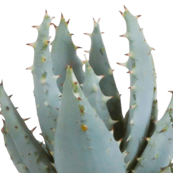 Sukkulente - Gasteria/Haworthia - Mix - 5,5 cm - im Topf - 5 Stück 