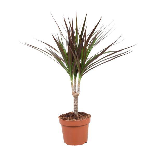 Drachenbaum - Dracaena Magenta - Zimmerpflanze - Ø12cm - ↕50cm 
