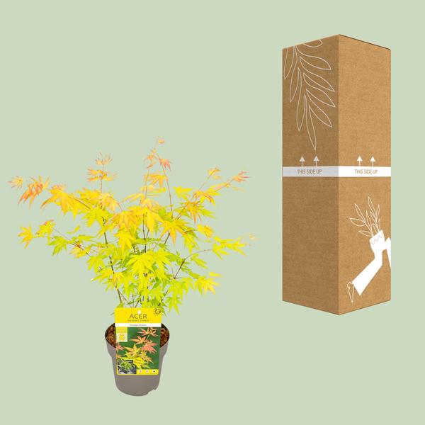 Fächer-Ahorn - Acer palmatum Orange Dream - Ø15cm - ↕30cm 