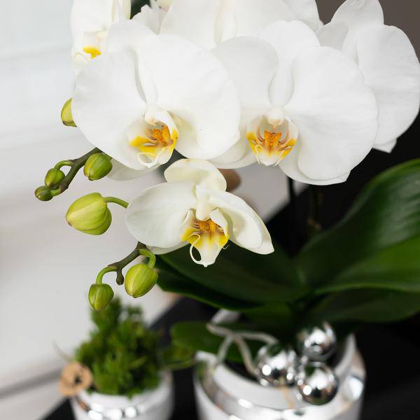 Set aus weißer Orchidee und Sukkulente auf Silbertablett 