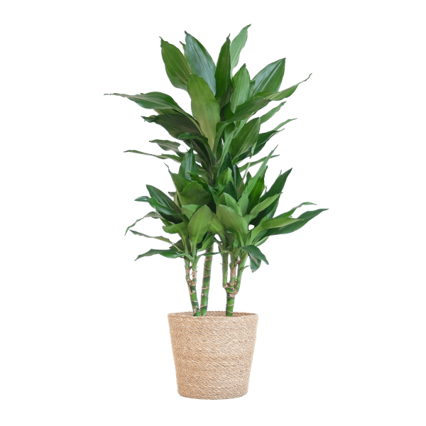 Dracaena Janet Lind 95cm – Drachenbaum Zimmerpflanze Ø21cm – pflegeleichte grüne Pflanze mit luftreinigender Wirkung – inkl. handgeflochtenem Seegras-Korb Sofia Natur 