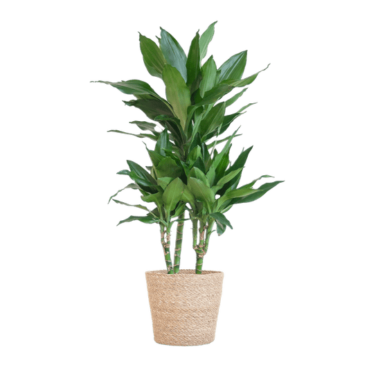 Dracaena Janet Lind 95cm – Drachenbaum Zimmerpflanze Ø21cm – pflegeleichte grüne Pflanze mit luftreinigender Wirkung – inkl. handgeflochtenem Seegras-Korb Sofia Natur 