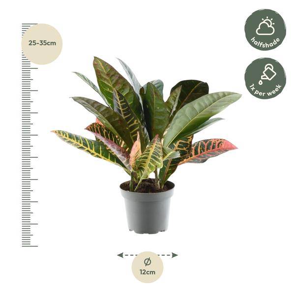 Codiaeum variegatum 'Petra' – Wunderstrauch – Buntblättrige Zimmerpflanze – Exotische Dekopflanze – Pflegeleicht – ↕30cm – Ø12cm 