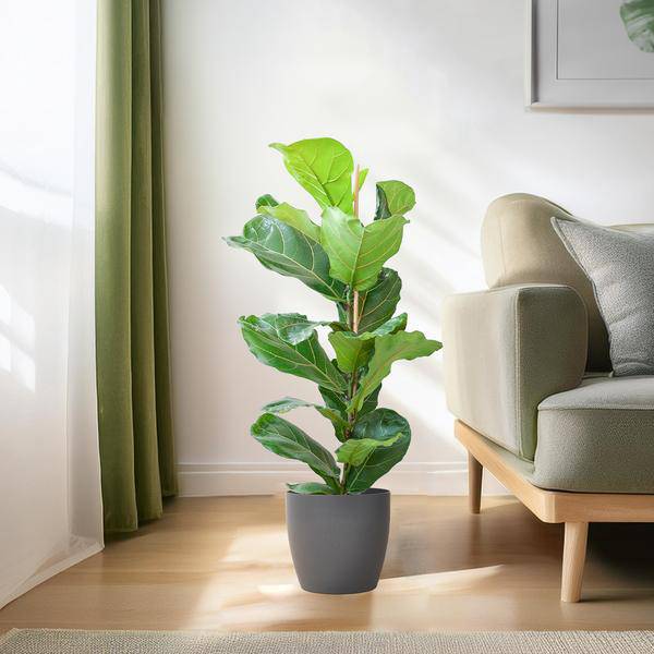 Ficus Lyrata – Geigen-Feige – Zimmerpflanze – 80 cm – Ø21 cm – inkl. Topf Viber Grau – Große Blätter, pflegeleicht, dekorativ 