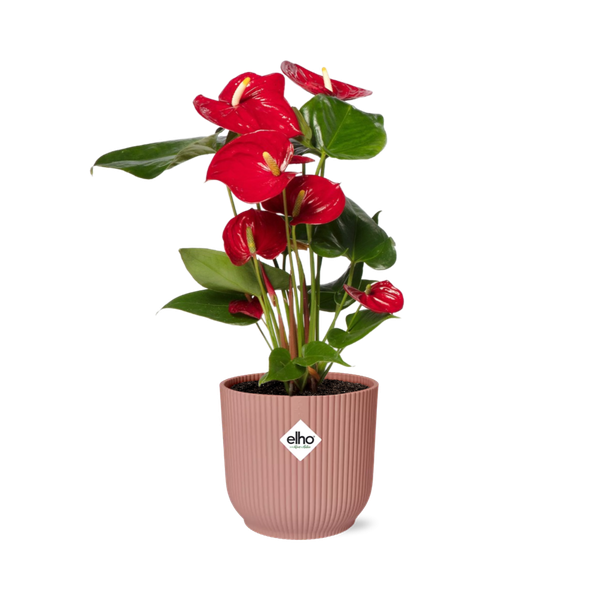 Flamingoblume Anthurium Rot – 12cm Zimmerpflanze inkl. Ziertopf Vibes Fold Rosa Ø14cm – Tropische Pflanze mit roten Blüten – Luftreinigend & pflegeleicht – Für Wohnzimmer & Büro 