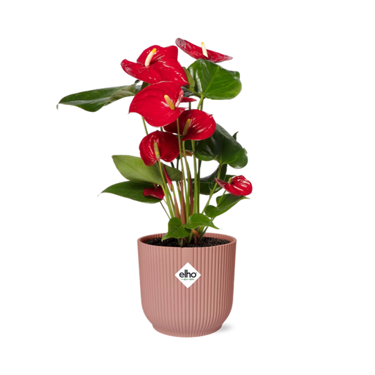 Flamingoblume Anthurium Rot – 12cm Zimmerpflanze inkl. Ziertopf Vibes Fold Rosa Ø14cm – Tropische Pflanze mit roten Blüten – Luftreinigend & pflegeleicht – Für Wohnzimmer & Büro 