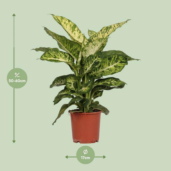Dieffenbachia Mars – Ø17cm x H50cm – Tropische Zimmerpflanze mit dekorativen Blättern – Pflegeleicht & luftreinigend – Für Halbschatten 