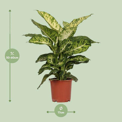 Dieffenbachia Mars – Ø17cm x H50cm – Tropische Zimmerpflanze mit dekorativen Blättern – Pflegeleicht & luftreinigend – Für Halbschatten 