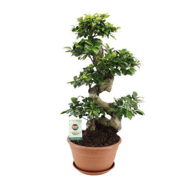 Chinesische Feige – Ficus Ginseng – Zimmerpflanze Ø27cm – Höhe ca. 70cm – Pflegeleichter Bonsai-Ficus mit dekorativen Wurzeln – Ideal für Wohnzimmer & Büro 