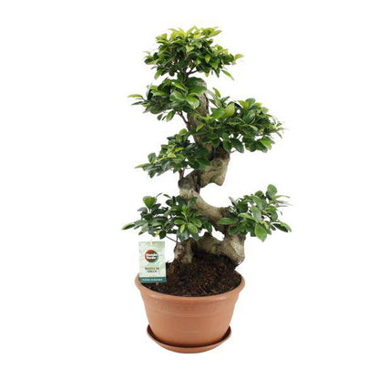 Chinesische Feige – Ficus Ginseng – Zimmerpflanze Ø27cm – Höhe ca. 70cm – Pflegeleichter Bonsai-Ficus mit dekorativen Wurzeln – Ideal für Wohnzimmer & Büro 