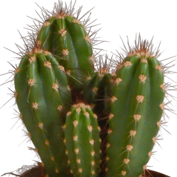 Kaktus - Cereus Mix - Zimmerpflanze - 10,5 cm - 3 Stück 