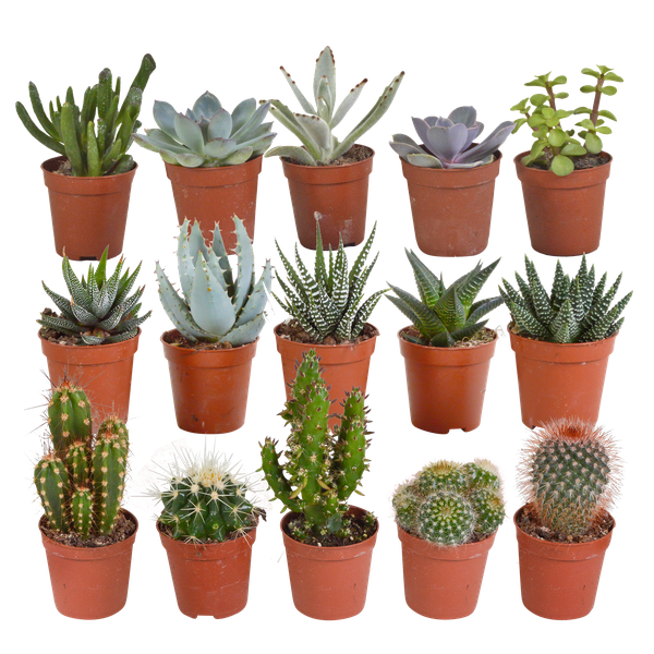 Kakteen und Sukkulenten Mix - 5,5 cm - 15 Stück 