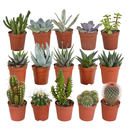 Kakteen und Sukkulenten Mix - 5,5 cm - 15 Stück 