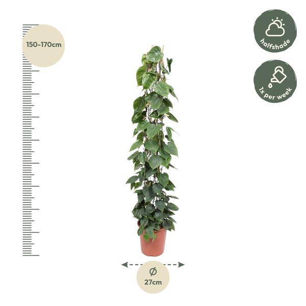 Baumfreund – Philodendron Scandens – Zimmerpflanze – 160cm – Ø27cm – pflegeleichte Kletterpflanze mit herzförmigen Blättern für Wohnung, Büro und Wintergarten 