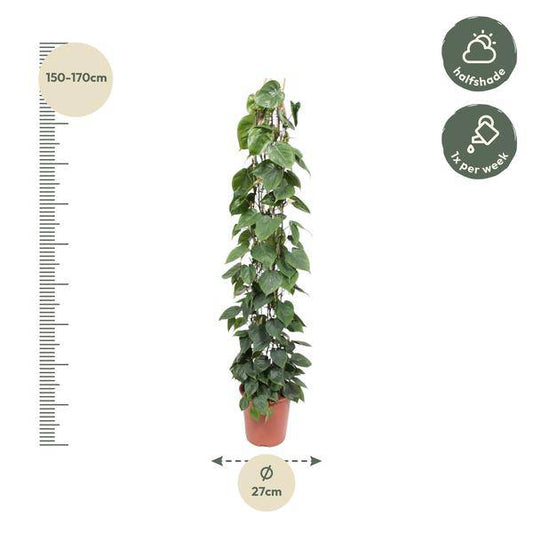 Baumfreund – Philodendron Scandens – Zimmerpflanze – 160cm – Ø27cm – pflegeleichte Kletterpflanze mit herzförmigen Blättern für Wohnung, Büro und Wintergarten 