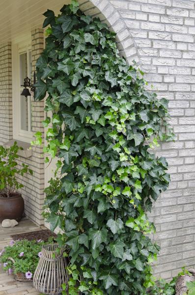 Gemeiner Efeu - Hedera helix - Ø15cm - ↕65cm 