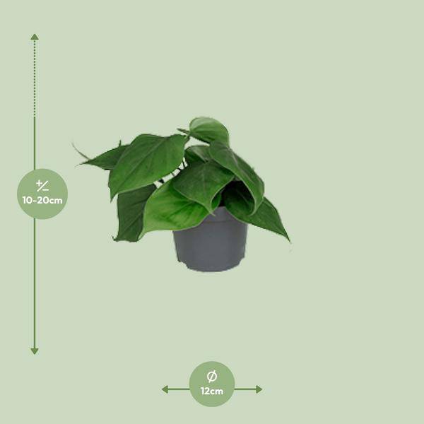 Philodendron Scandens – Baumfreund – Zimmerpflanze – Ø12cm Topf – ↕15–20cm Höhe – Pflegeleicht – Luftreinigend – Halbschatten – Grünpflanze für Zuhause & Büro 