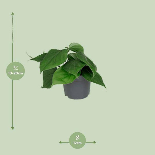 Philodendron Scandens – Baumfreund – Zimmerpflanze – Ø12cm Topf – ↕15–20cm Höhe – Pflegeleicht – Luftreinigend – Halbschatten – Grünpflanze für Zuhause & Büro 