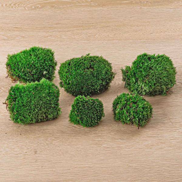 Lebendes Kissenmoos – Premium Frisches Moos – 12 Stück – Nachhaltiges, Pflegeleichtes Moos für DIY, Terrarien & Dekoration 